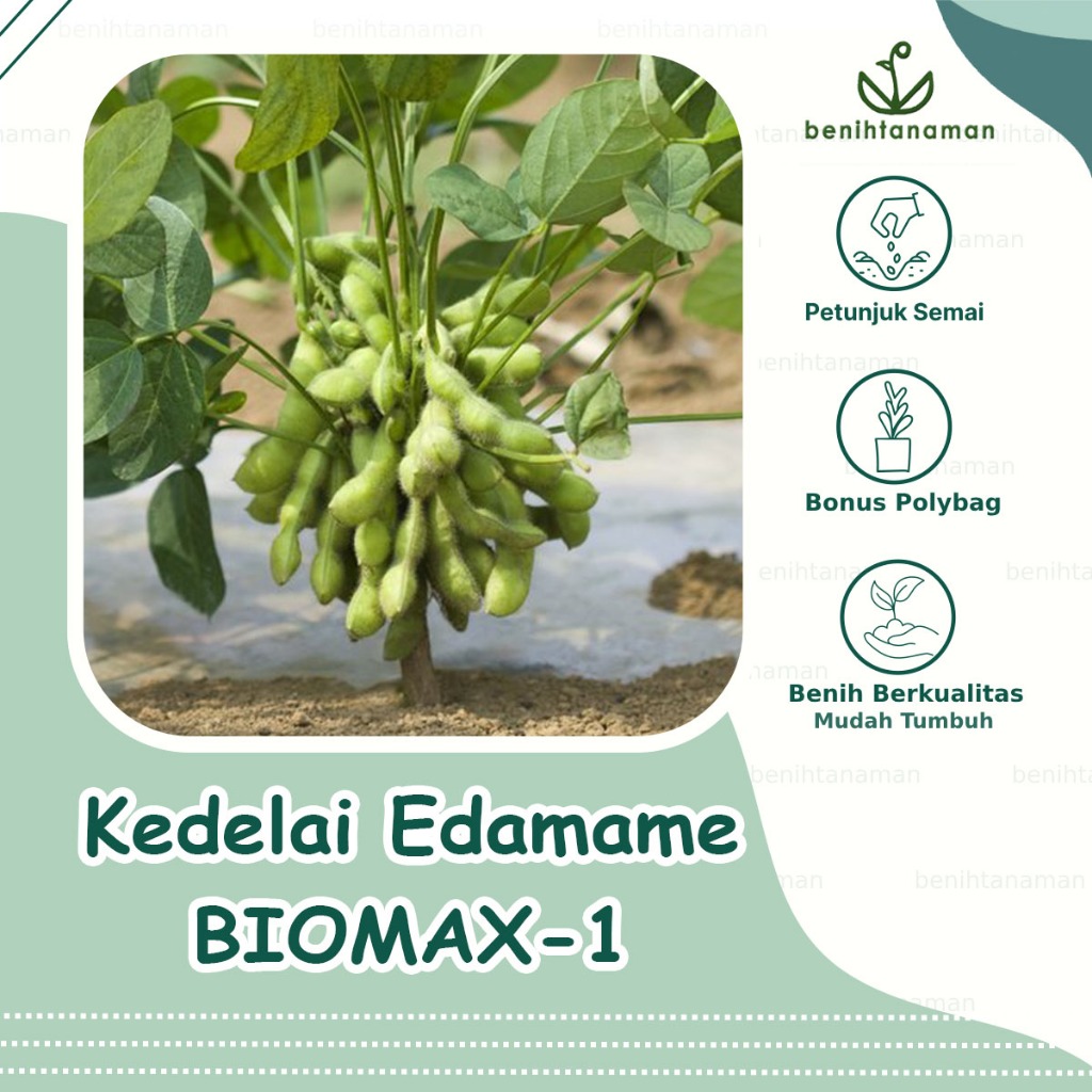 6 Biji - Benih Kedelai Edamame Biomax 1