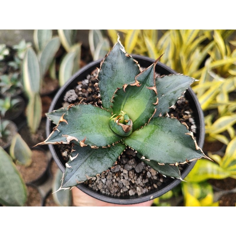 agave titanota solar