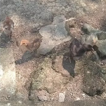 

ayam kampung asli ( anakan )