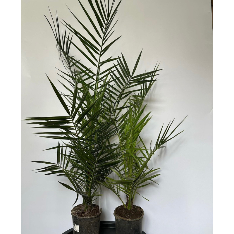 tanaman hias outdoor - pohon palem kenari - palm kenari -  _