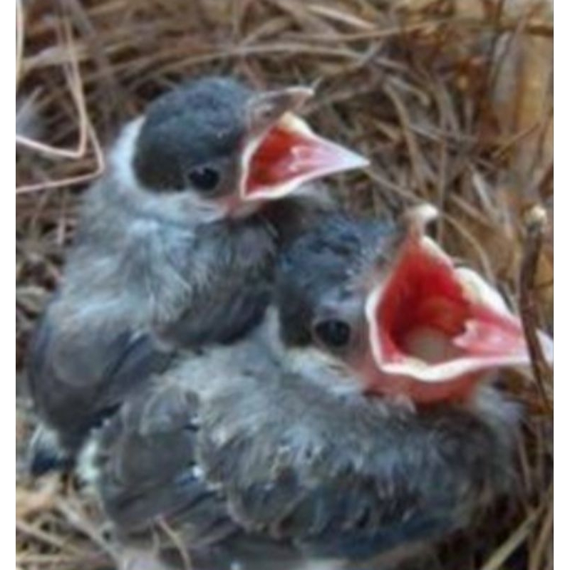 burung anakan kutilang pilihan