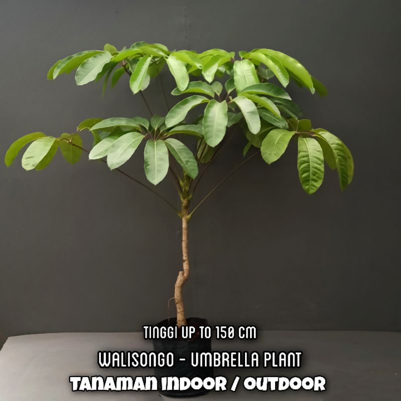 Tanaman Hias Walisongo ukuran besar