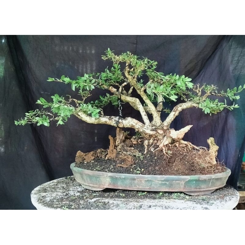 Bonsai Prospek Kontes Santigi Karang