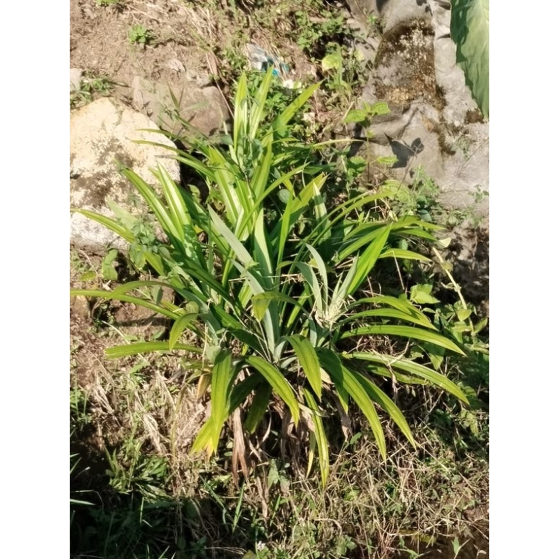 

Daun pandan wangi segar 200grm