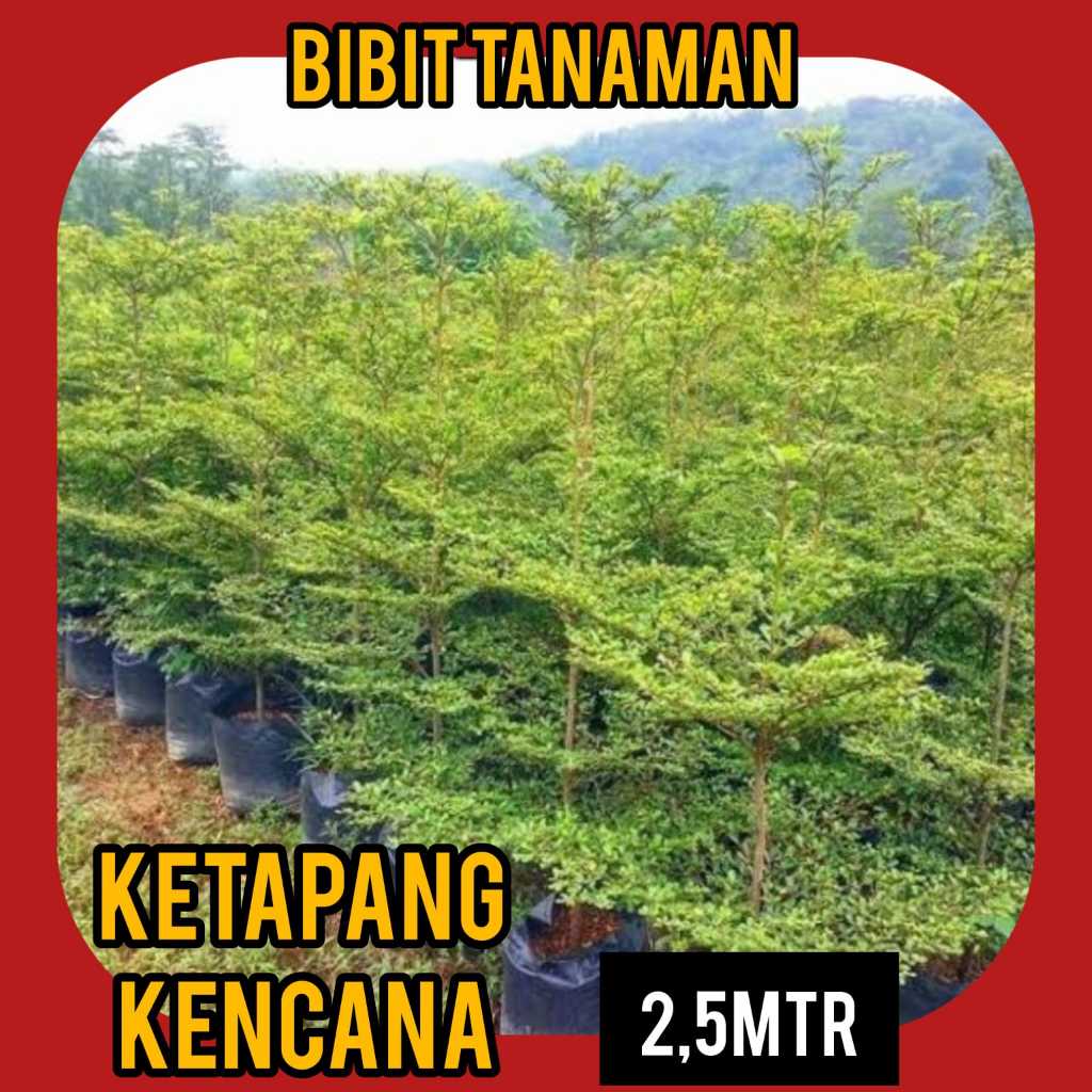 Bibit Ketapang Kencana 2.5 Meter Batang Besar
