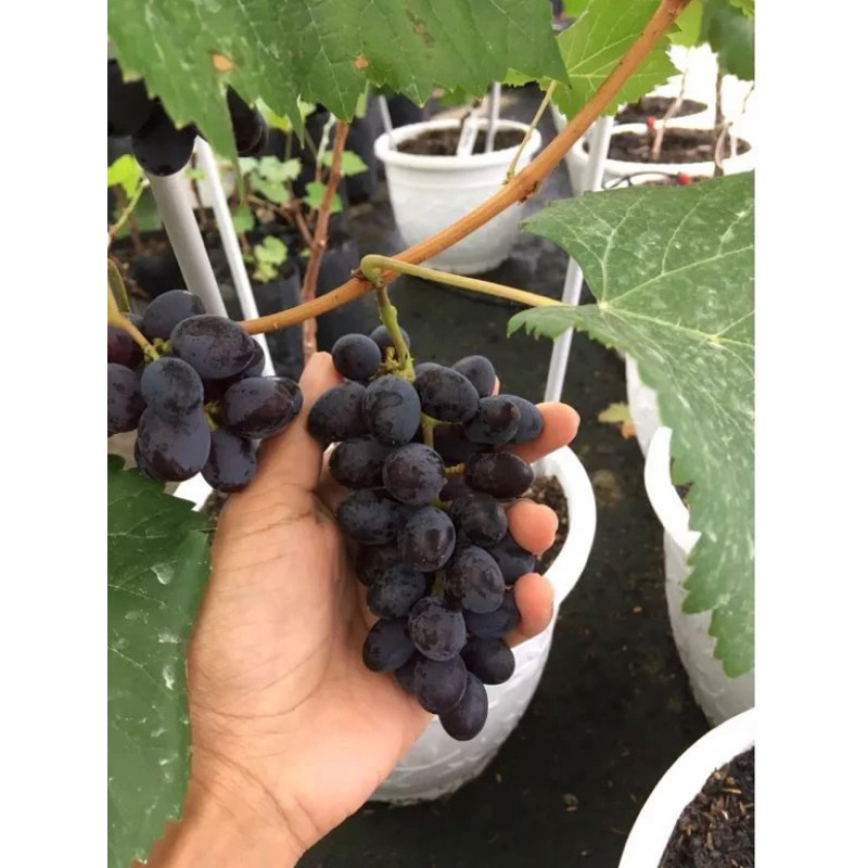 Paket hemat 1kg isi 4 Bibit anggur genjah jupiter sedless