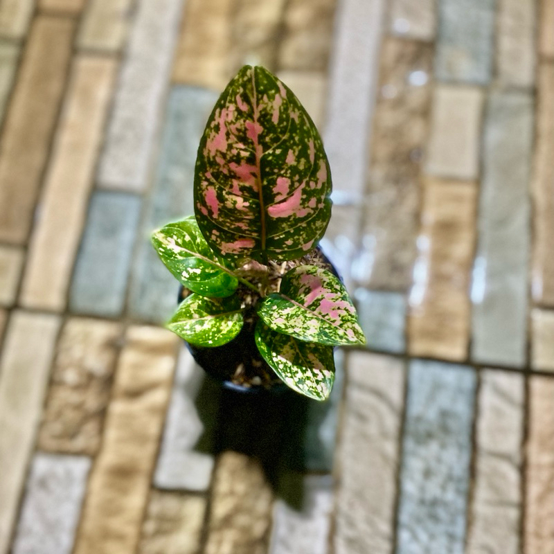 Aglaonema Ruby Fanta