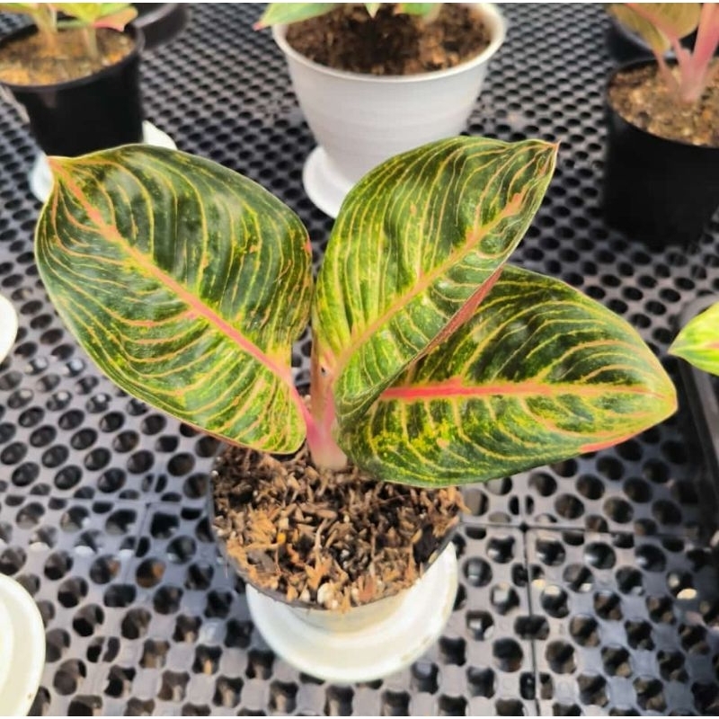 Tanaman hias aglaonema / aglonema marsha anjani realpict