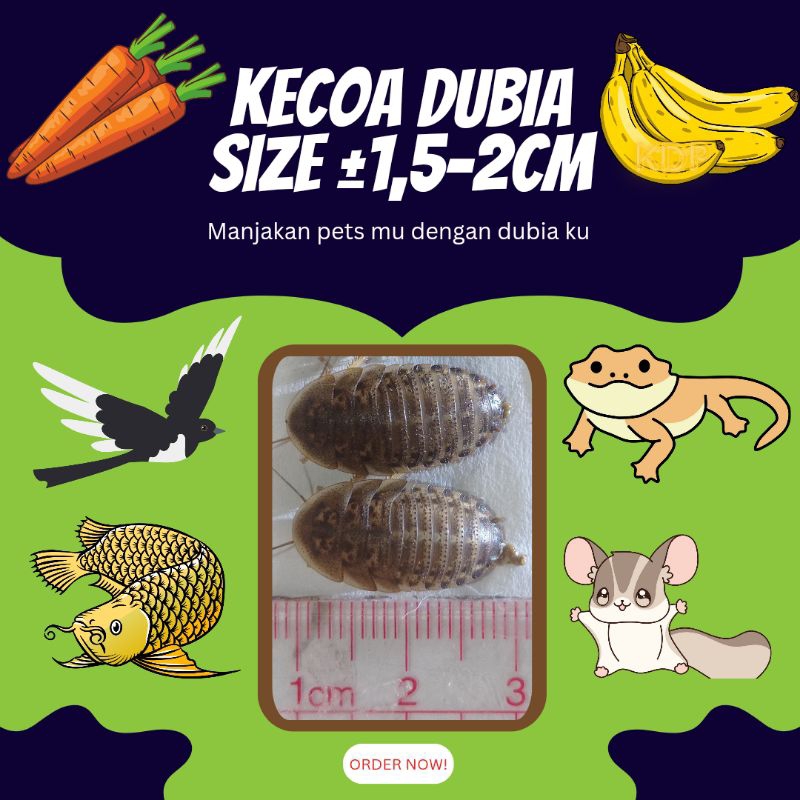 PAKAN HIDUP KECOA DUBIA ±1,5CM hingga ±2CM (ISI 590 PCS + Bonus) TERMURAH PAKAN HEWAN REPTIL, IKAN,