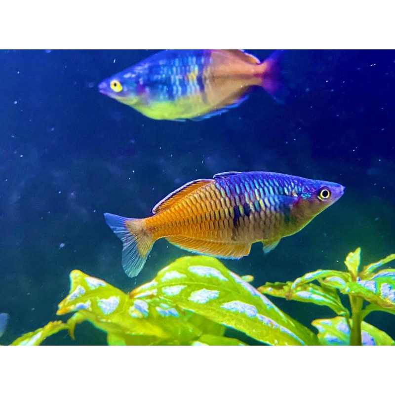 ikan rainbow boesemani bahan top