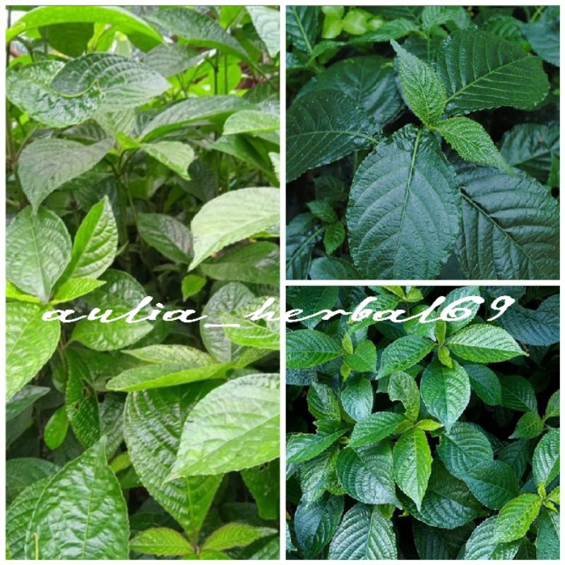 

500gr daun pecah beling segar fres