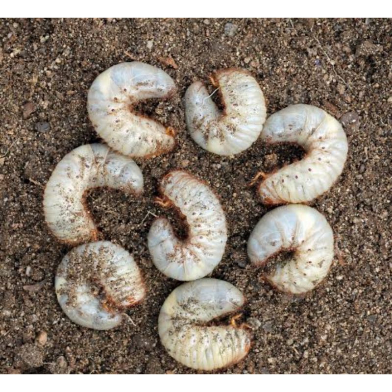 Ulat Larva kumbang