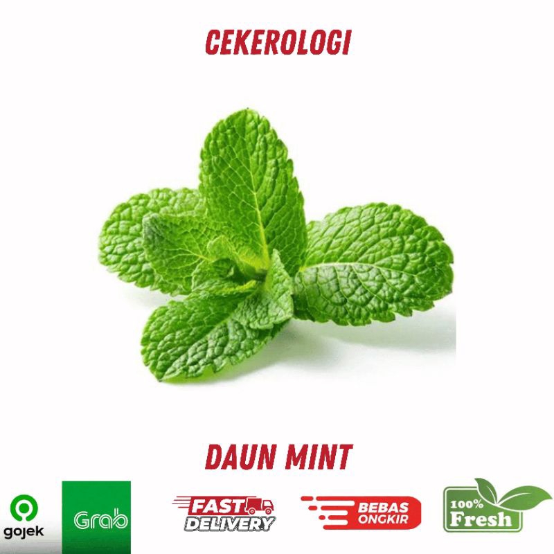 

Daun Mint 100gr / Daun Mint / Daun Mint Fresh Berkualitas / JABODETABEK / Rempah Rempah