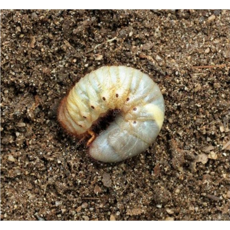 Ulat Larva kumbang 1 pcs
