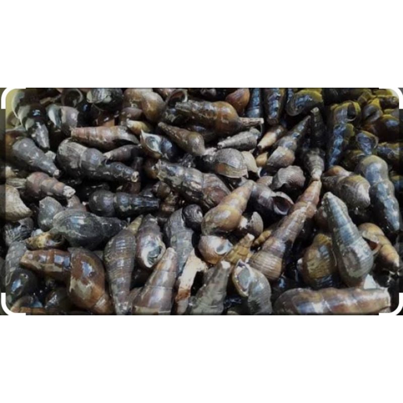 

keong sungai susuh 100 gram