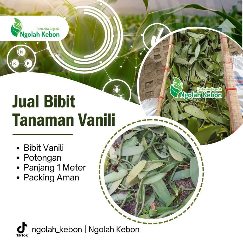 Tanaman Vanili Planifolia Fresh - 1 Meter Bibit Vanili