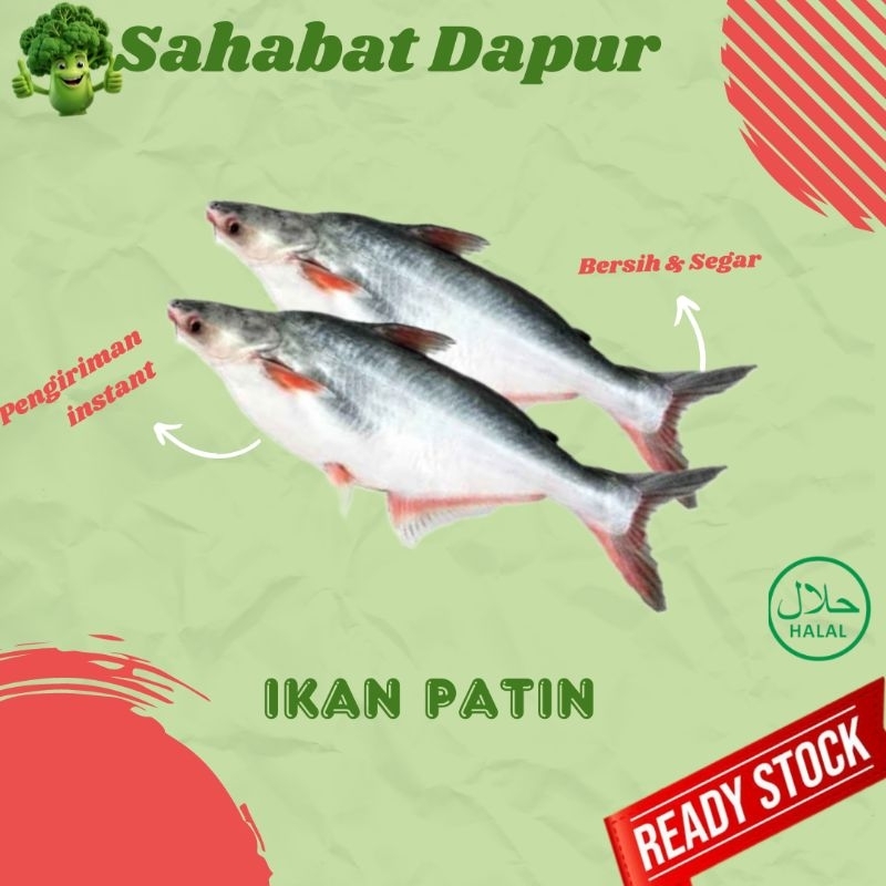 

Ikan Patin fresh - ikan segar palembang - Sahabat Dapur Delivery