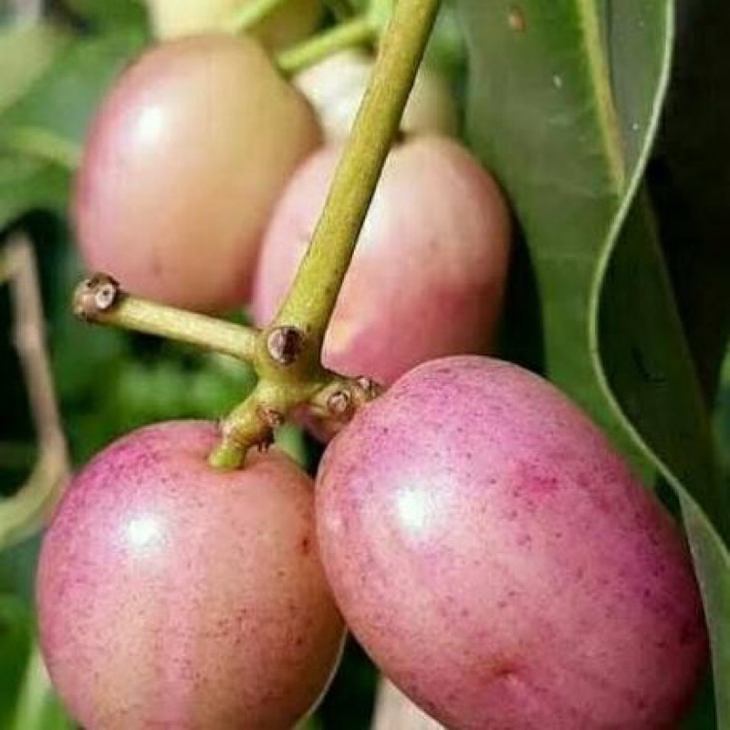 Bibit Juwet/Duwet Putih siap berbuah super