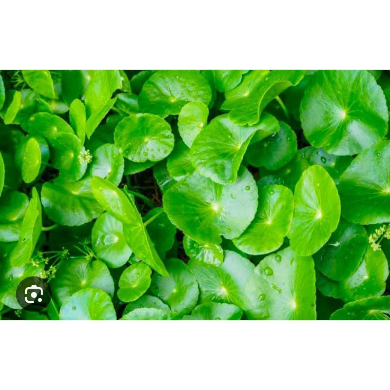 

Daun Pegagan 250 Gram Segar Panegoang Obat Herbal Tradisional Termurah Baru Ambil