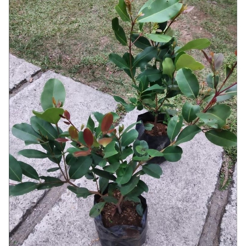 Bibit Buah Duwet Super Genjah Siap Berbuah