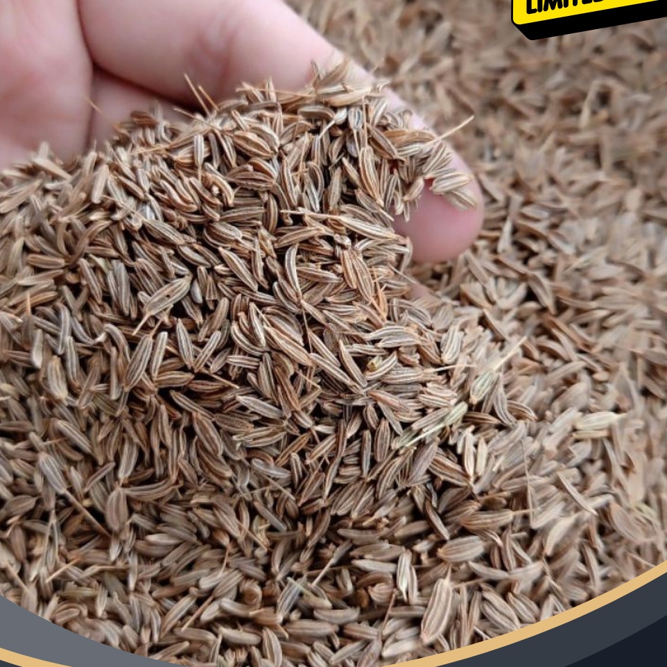 

FESTIVAL DISKON Jinten Jintan Caraway Seed 5G Gram Fresh Dan Bersih