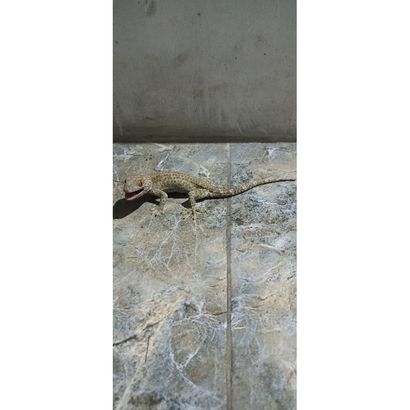 tokek rumah + kandang bekas tokek ukuran 22cm murah
