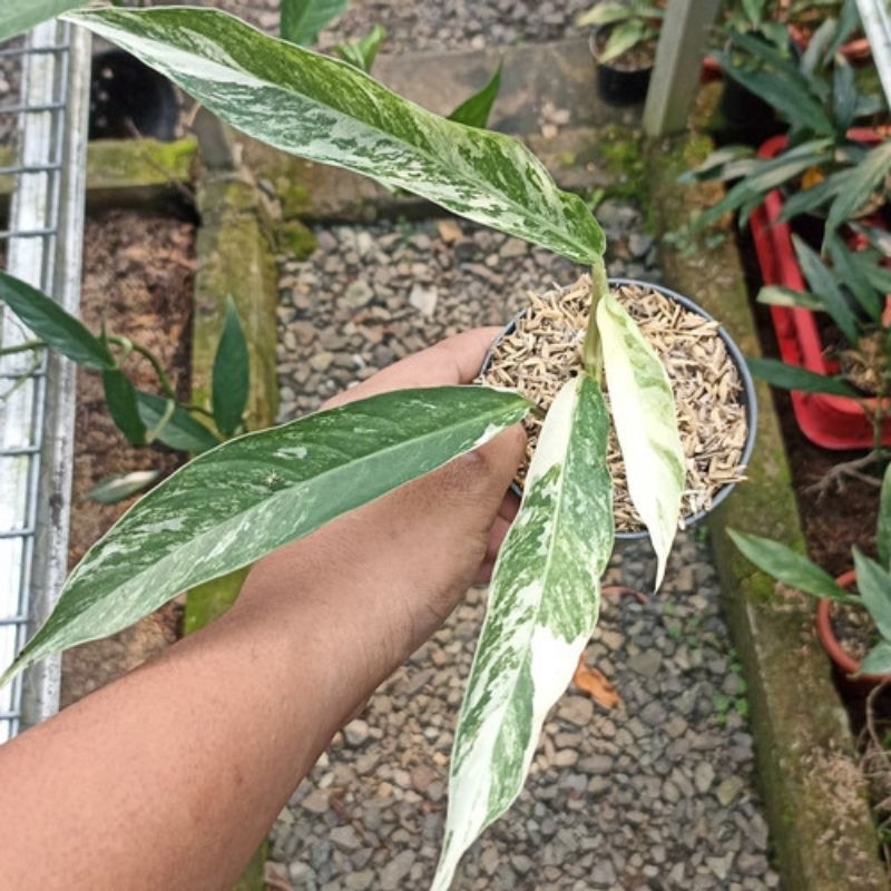 Tanaman Hias Rhaphidophora Megasperma Varigata Ekonomis 1-2 Daun / Koleksi Rare