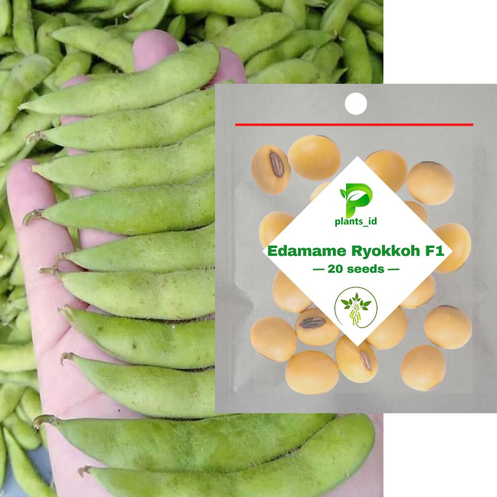 benih bibit kacang kedelai edamame ryokko