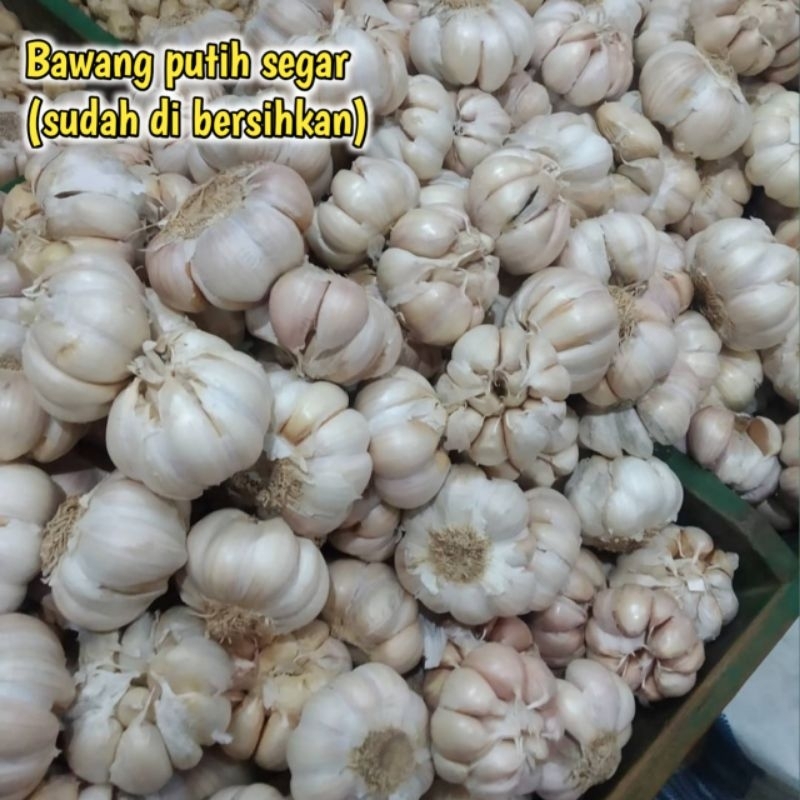 

PROMO BAWANG PUTIH SUPER 1KG/BAWANG PUTIH HONAN/BAWANG PUTIH KATING/BAWANG PUTIH SEGAR/BUMBU DAPUR