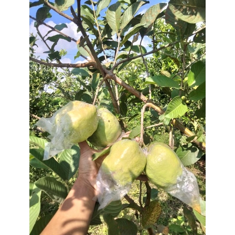 

buah jambul kristal kriuk lokal 1 kg