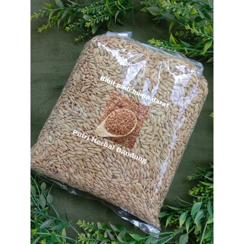 Bibit padi huma untuk di ladang/darat (jenis ranggeuy) per 1 kg