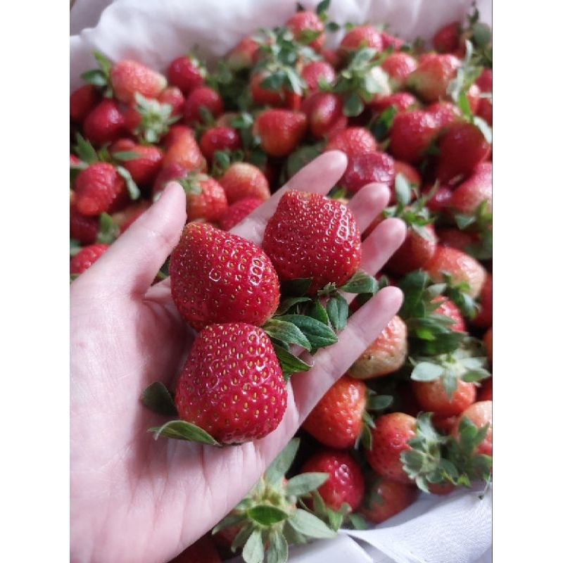 

Strawberry Segar Asli Fresh Ciwidey