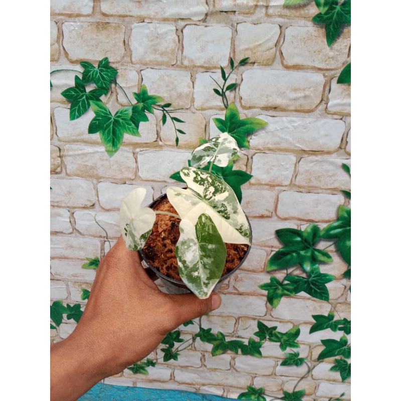 alocasia frydek variegata