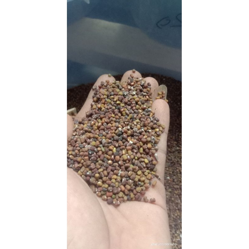 Kacang PJ / Pueraria Javanica / 500 gram / Benih PJ / Biji kacang PJ / penyubur tanah / pengendali e