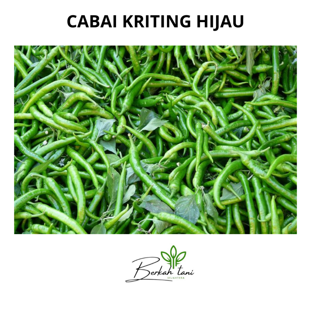 

CABAI KERITING HIJAU 250 GRAM