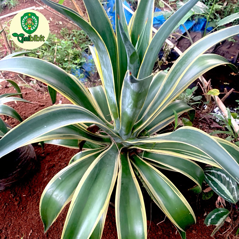 Pohon Agave Strip Kuning - Tanaman Hias Agave Strip Kuning