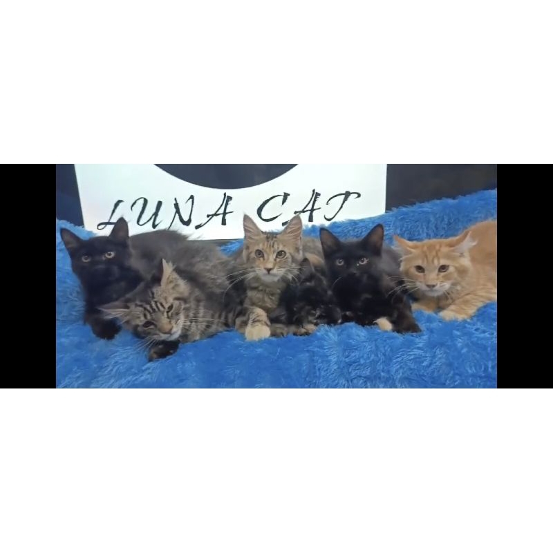 kitten kucing mainecoon pure no ped