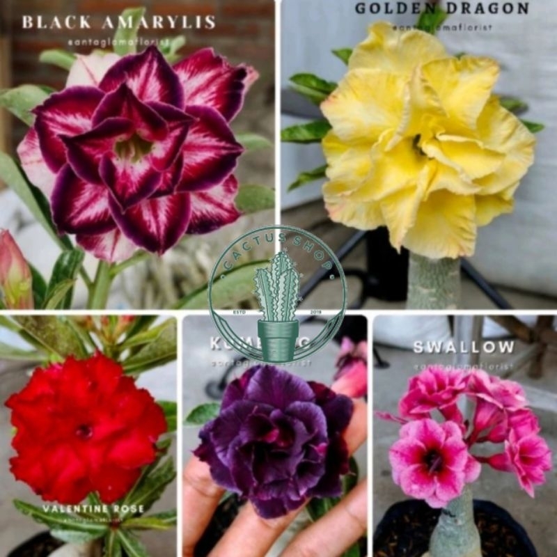 ADENIUM BUNGA TUMPUK PAKET 5 POHON ADENIUM BUNGA TUMPUK