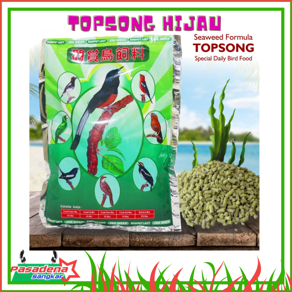 Topsong Rumput Laut Pakan Burung Murai Topsong Hijau