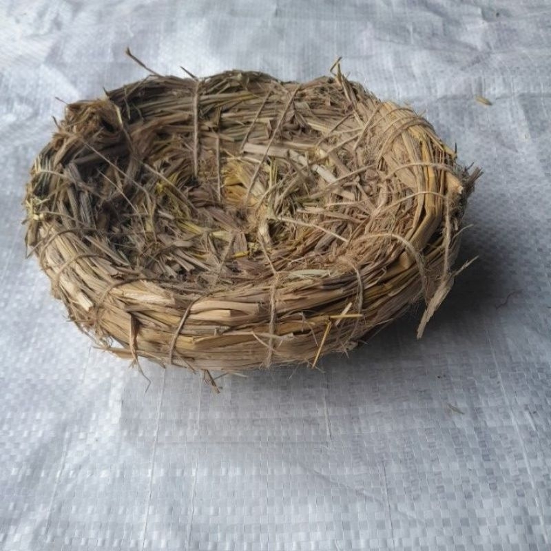 sarang telur perkutut sarang bertelur burung puter tarangan perkutut tempat bertelur burung perkutut