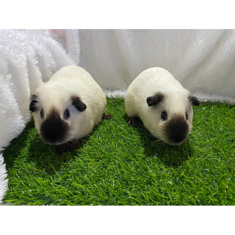 guinea pig California/ marmut hias california