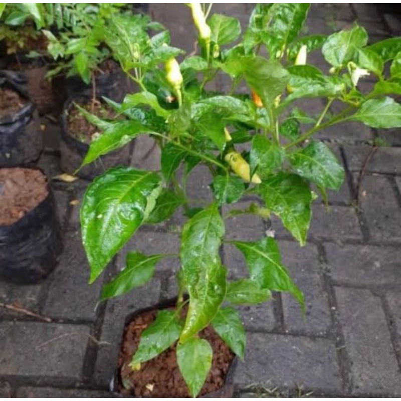Bibit Cabe Rawit Setan Siap Berbuah