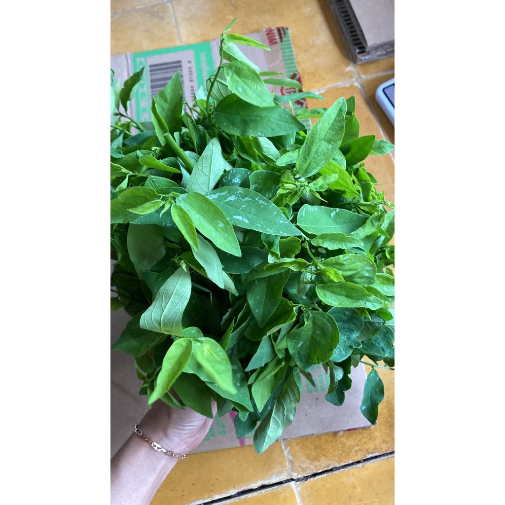 

SAYURAN DAUN KATUK 1 IKAT