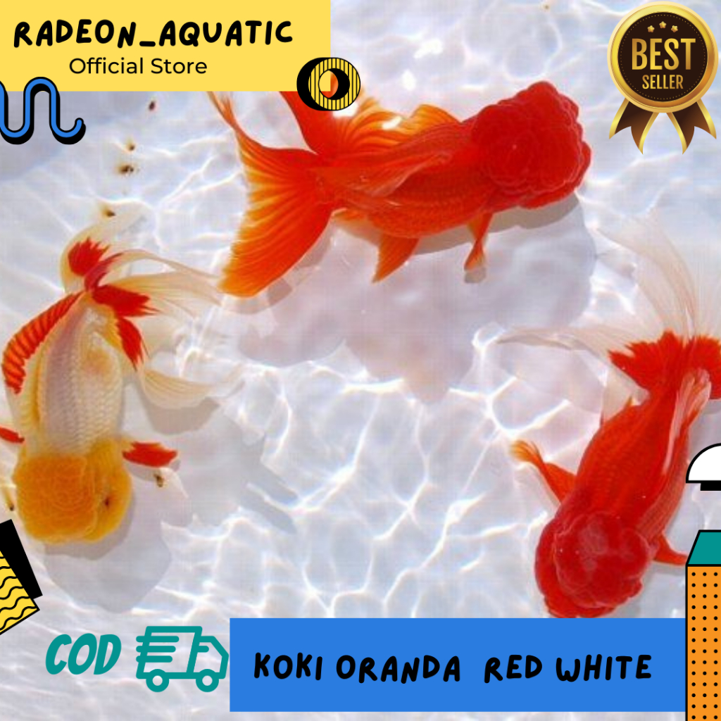 PAKET ISI 9 EKOR IKAN MAS KOKI ORANDA MERAH PUTIH / IKAN MAS KOKI KOHAKU / GLOD FISH - AIR TAWAR