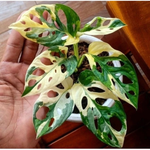 monstera adansonii varigata putih