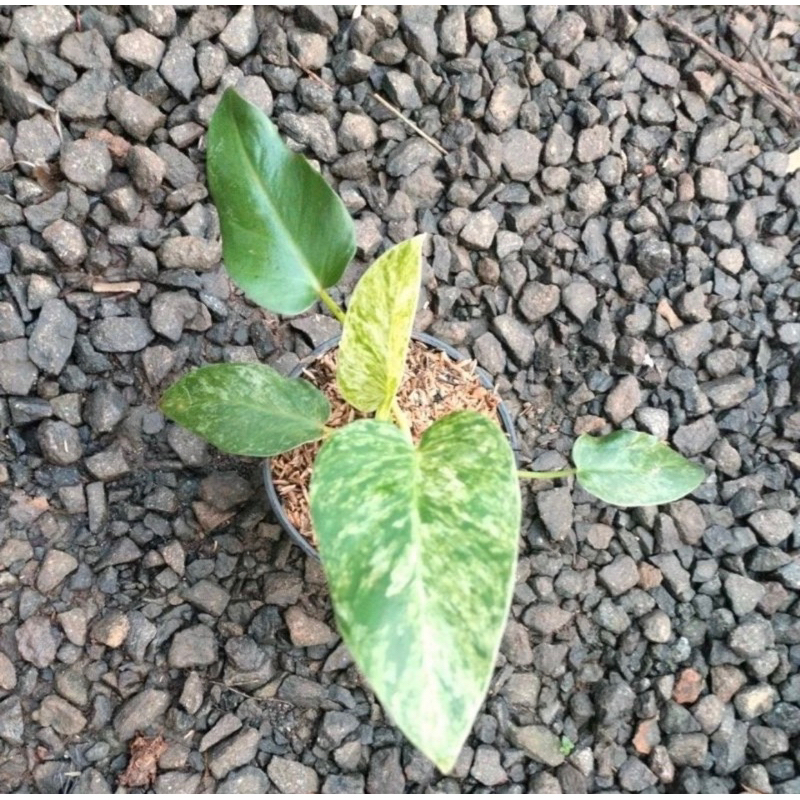 tanaman hias giganteum marble varigata