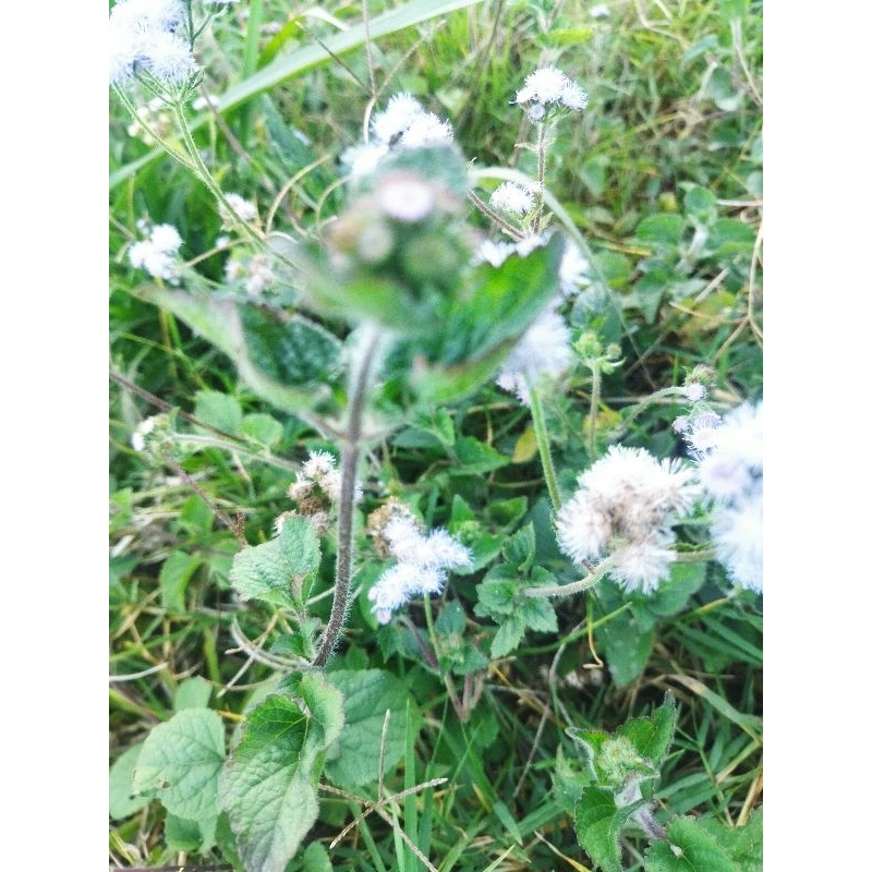 

Daun babadotan fress segar 1 kg