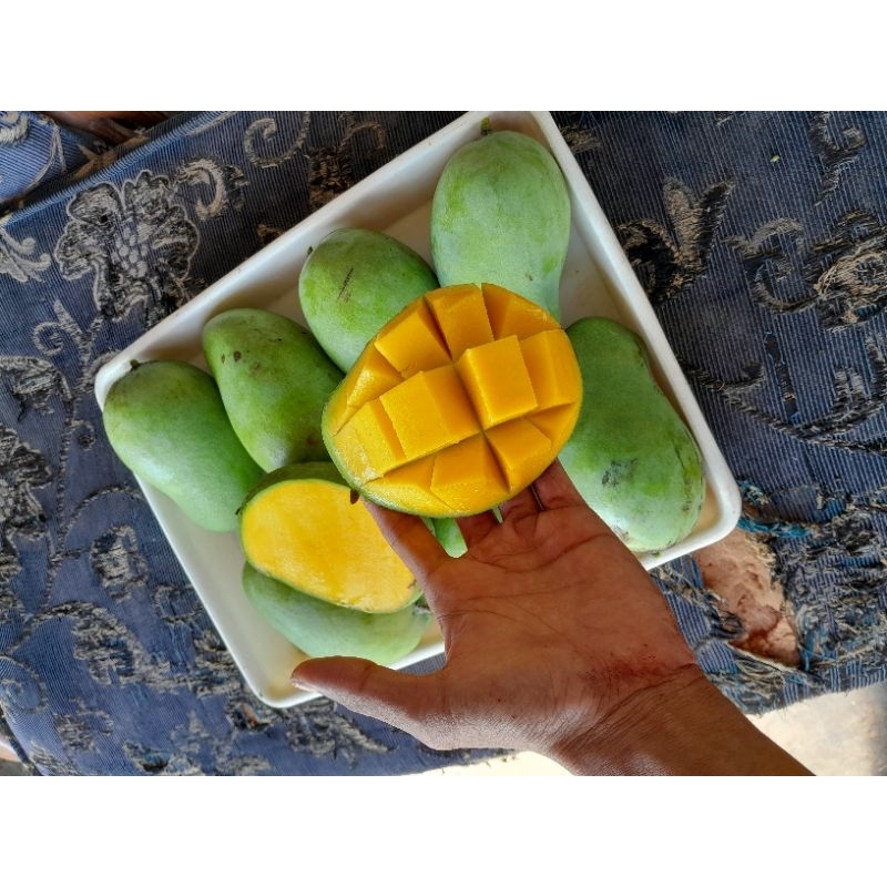 

mangga gadung arummanis asli probolinggo jatim harga per 1 kg