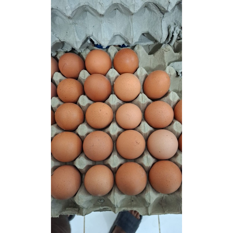 

Telor Ayam Negeri