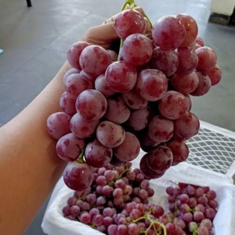 

buah anggur rrc 1dus 6kg